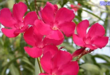 Oleander Nerium Oleander