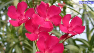Oleander Nerium Oleander