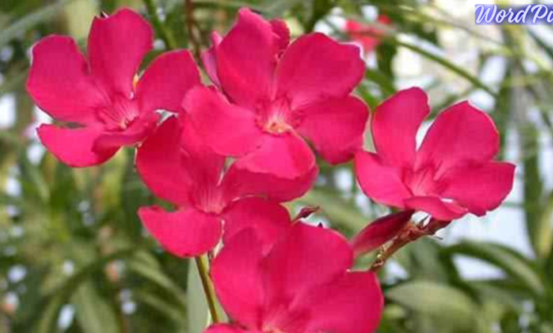 Oleander Nerium Oleander