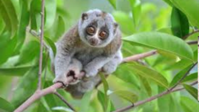 slow loris