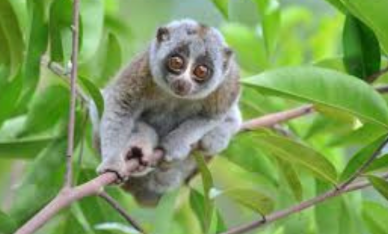 slow loris