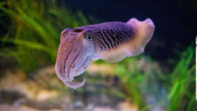 Cuttlefish