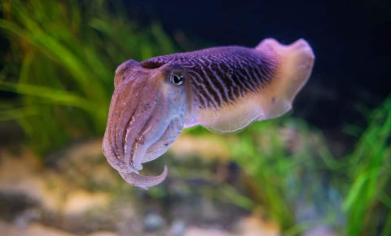Cuttlefish