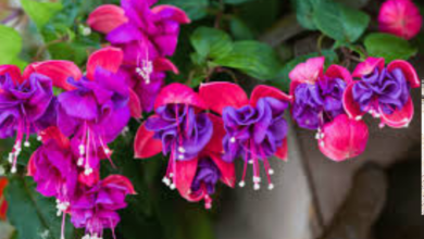Fuchsia