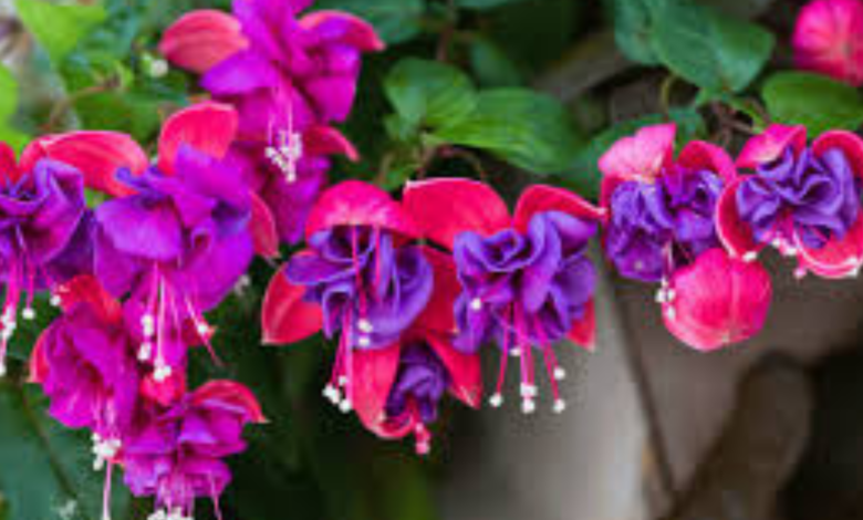 Fuchsia