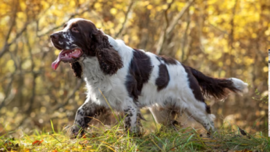Springer Spaniel