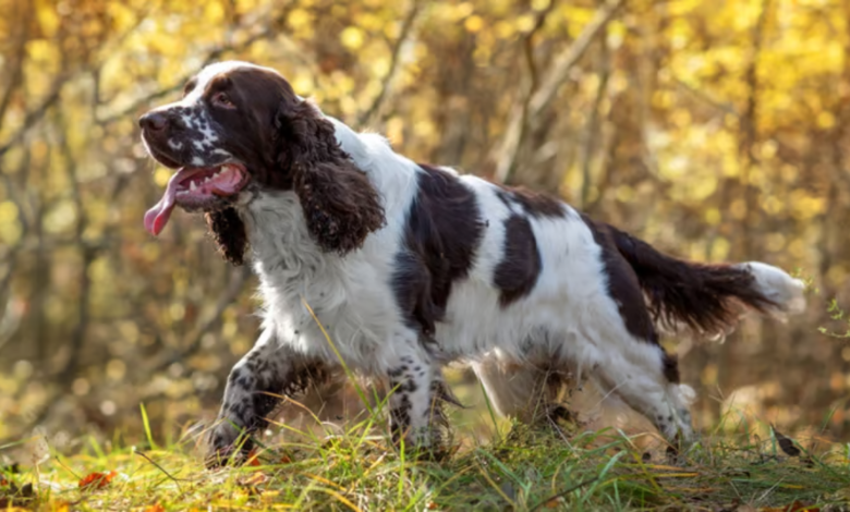 Springer Spaniel