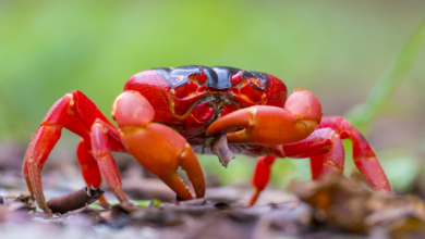 christmas island crabs