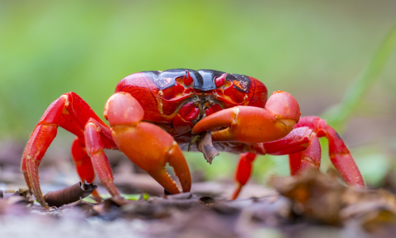 christmas island crabs